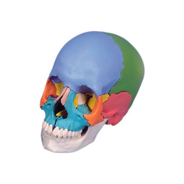 Fabrication Enterprises 3B Anatomical Model - Didactic Skull, Beauchene 22-Part 969325 - main